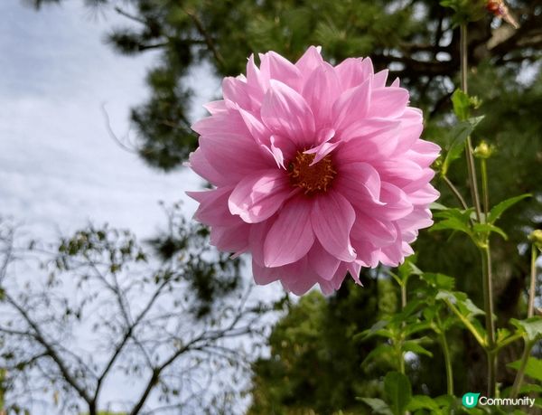 #社群三月快閃送         日本名古屋的名城公園是一個...