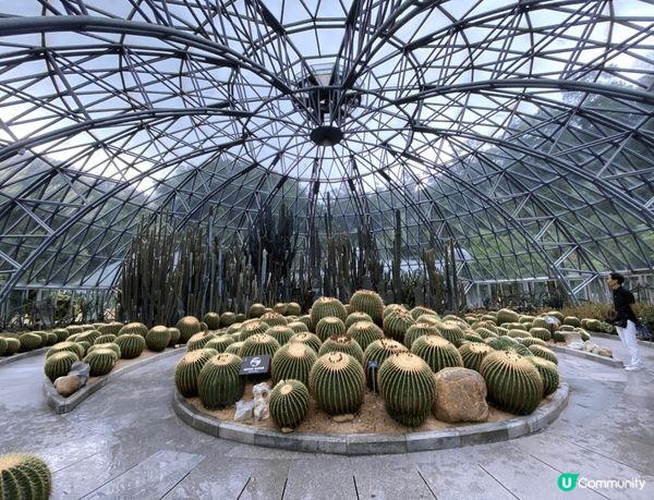 喜歡深圳仙湖植物園，特別是沙漠植物區有大量不同形狀的仙人掌，...