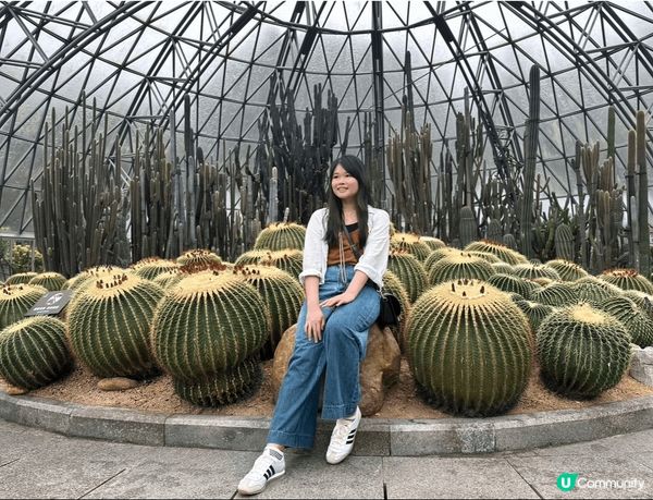 喜歡深圳仙湖植物園，特別是沙漠植物區有大量不同形狀的仙人掌，...