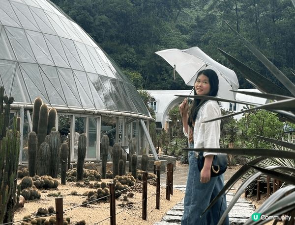 喜歡深圳仙湖植物園，特別是沙漠植物區有大量不同形狀的仙人掌，...