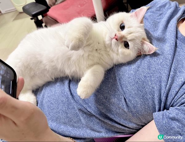 非常綠茶既貓貓，日日都要攤係奴才既心口煲水煲足一個鐘，搞到奴...