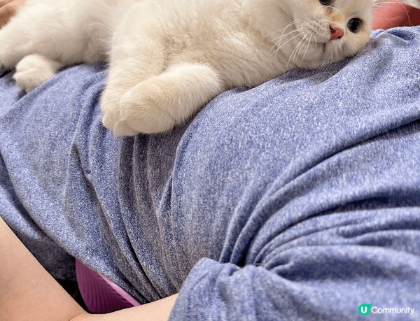 非常綠茶既貓貓，日日都要攤係奴才既心口煲水煲足一個鐘，搞到奴...