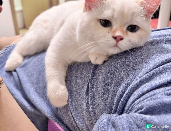 非常綠茶既貓貓，日日都要攤係奴才既心口煲水煲足一個鐘，搞到奴...