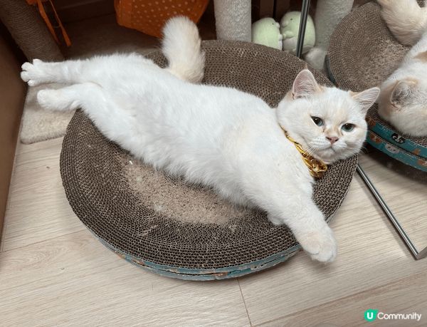 非常綠茶既貓貓，日日都要攤係奴才既心口煲水煲足一個鐘，搞到奴...