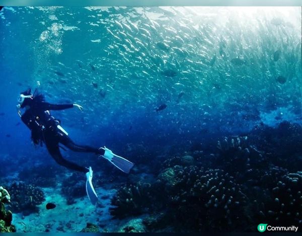 🤓我曾經渴望過想做海洋公園裏面洗魚缸嗰個