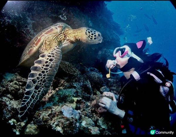 🤓我曾經渴望過想做海洋公園裏面洗魚缸嗰個
