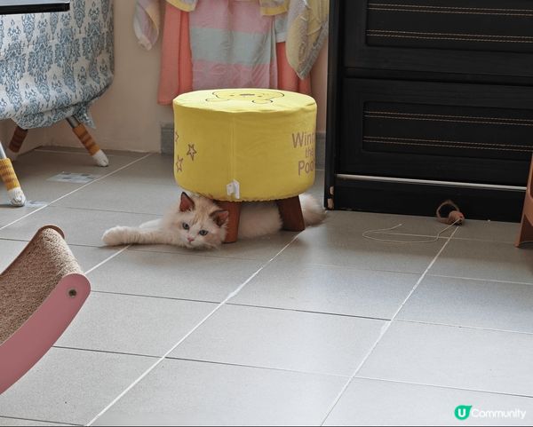 我係一隻半歲嘅小布偶，我叫布甸，唔好睇我咁斯文，其實我有齊港...