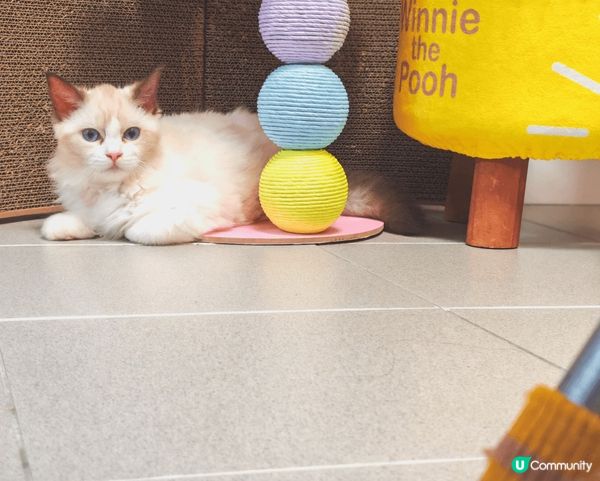 我係一隻半歲嘅小布偶，我叫布甸，唔好睇我咁斯文，其實我有齊港...