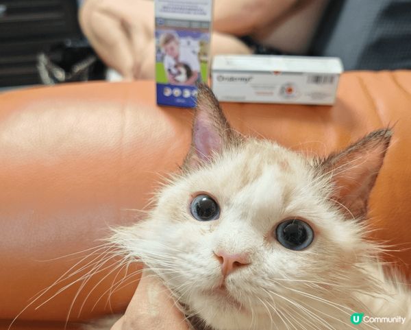 我係一隻半歲嘅小布偶，我叫布甸，唔好睇我咁斯文，其實我有齊港...