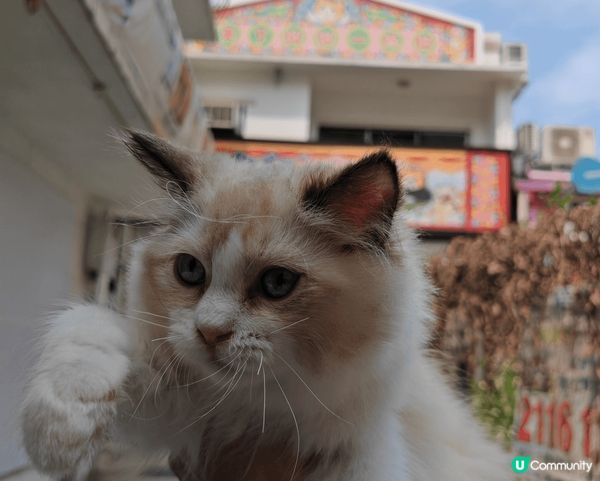 我係一隻半歲嘅小布偶，我叫布甸，唔好睇我咁斯文，其實我有齊港...