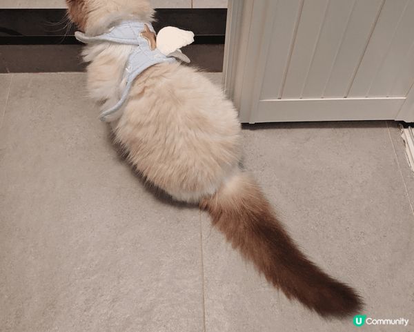 我係一隻半歲嘅小布偶，我叫布甸，唔好睇我咁斯文，其實我有齊港...