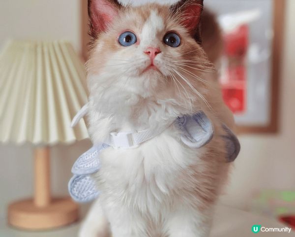 我係一隻半歲嘅小布偶，我叫布甸，唔好睇我咁斯文，其實我有齊港...