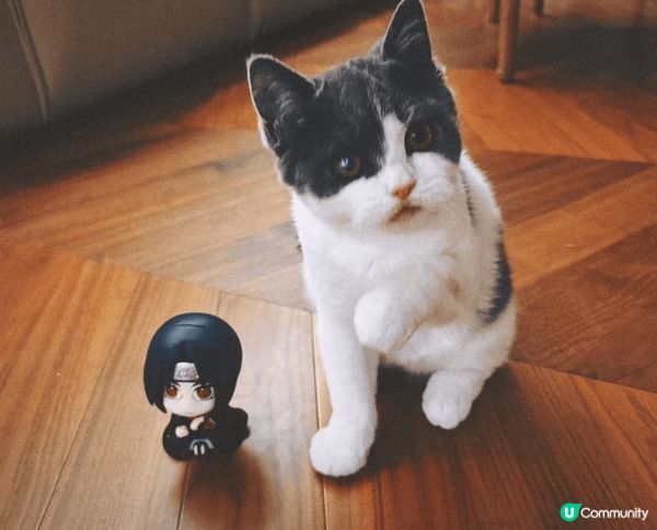 被人拋棄的元元，絕不輕易放棄生命！勇敢的元元，變咗了元氣爆棚...