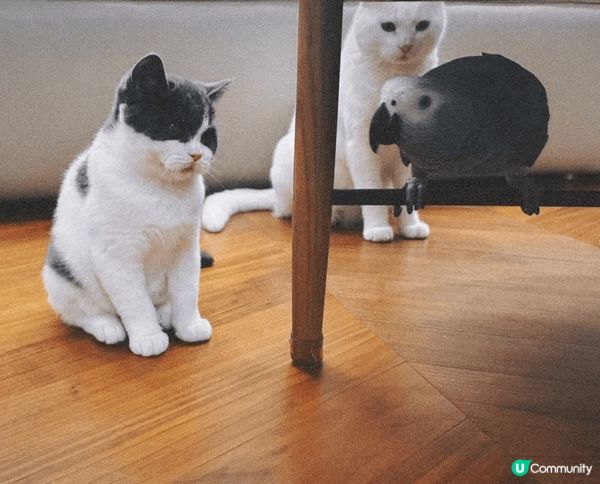 被人拋棄的元元，絕不輕易放棄生命！勇敢的元元，變咗了元氣爆棚...