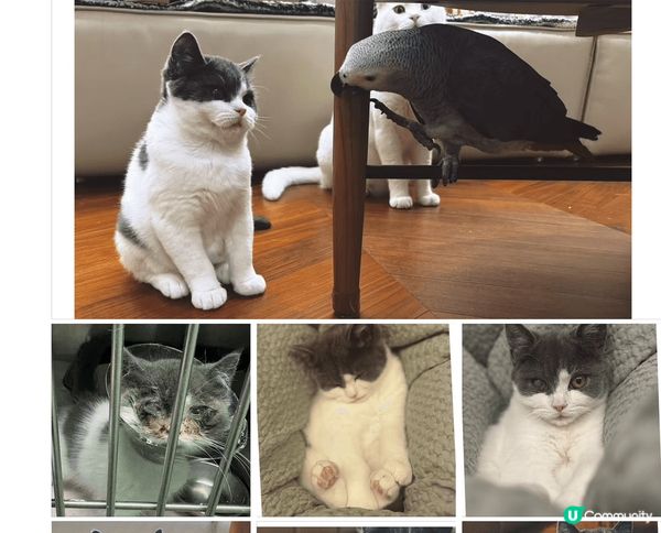 被人拋棄的元元，絕不輕易放棄生命！勇敢的元元，變咗了元氣爆棚...