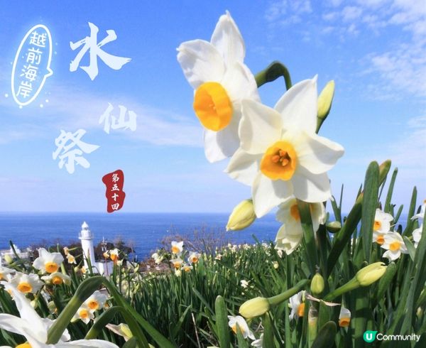 冬天其實都可以賞花⁉️越前海岸水仙祭