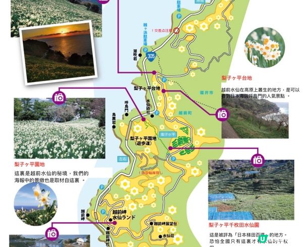 冬天其實都可以賞花⁉️越前海岸水仙祭
