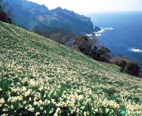 冬天其實都可以賞花⁉️越前海岸水仙祭