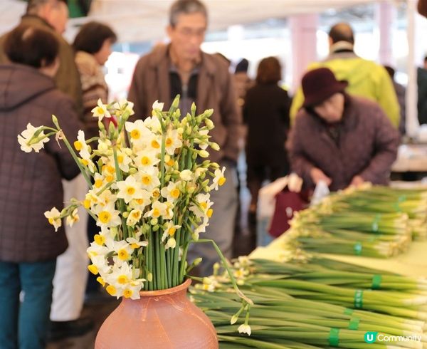 冬天其實都可以賞花⁉️越前海岸水仙祭