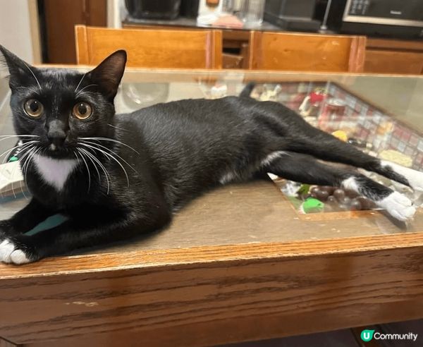 我主子好揀飲擇食，佢最中意食新鮮煎魚，我幾乎日日都買魚煎比佢...