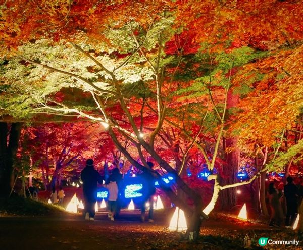 《從萬聖節到聖誕節》国営武蔵丘陵森林公園（內含3個活動）