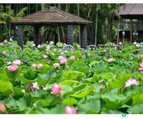 《沖繩東南植物樂園》蓮花祭2024🪷15/6-1/9