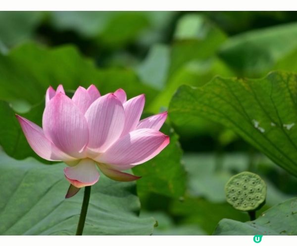 《沖繩東南植物樂園》蓮花祭2024🪷15/6-1/9