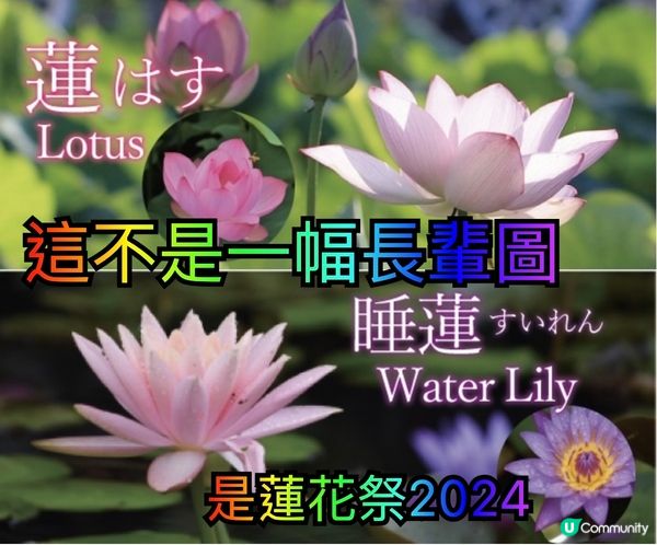 《沖繩東南植物樂園》蓮花祭2024🪷15/6-1/9