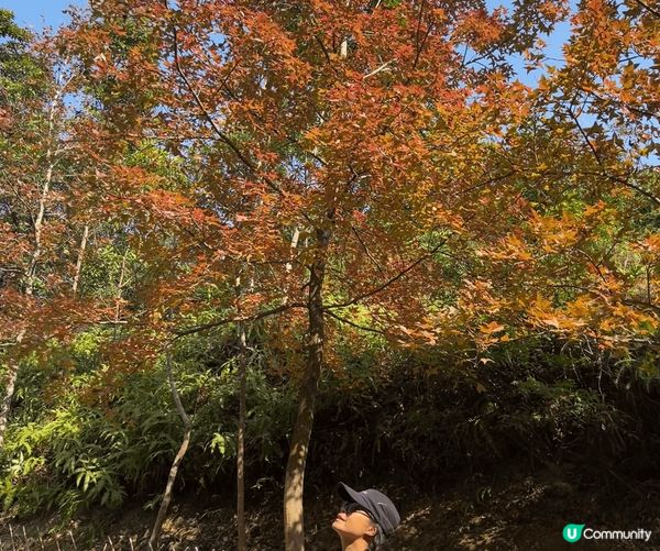 聖誕好去處大棠千島湖，楓香林健康生活！
