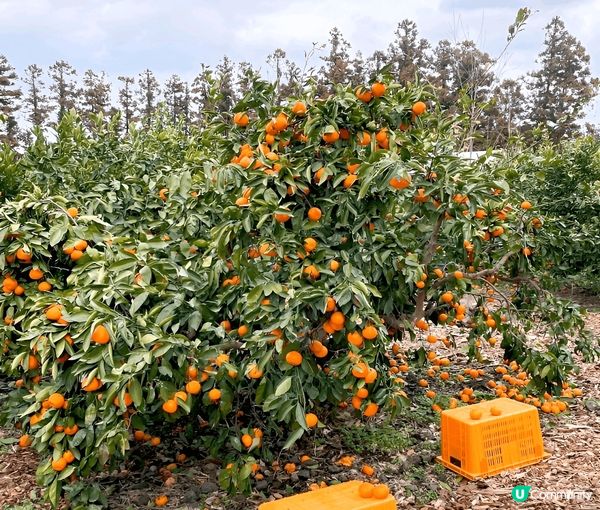 濟州Cafe the Container 巨型橙色手提藍外型...