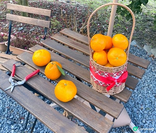 濟州Cafe the Container 巨型橙色手提藍外型...