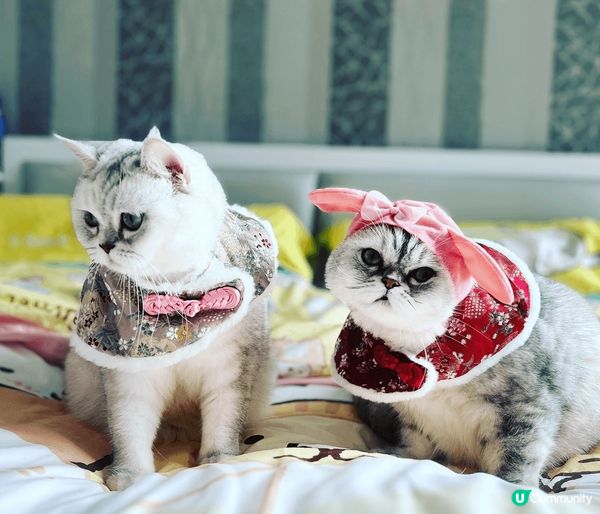 Bili Bala是對貪靚的姊妹花，我隔天會幫牠們梳理毛髮，...