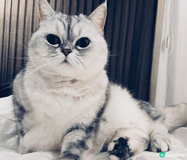 Bili Bala是對貪靚的姊妹花，我隔天會幫牠們梳理毛髮，...