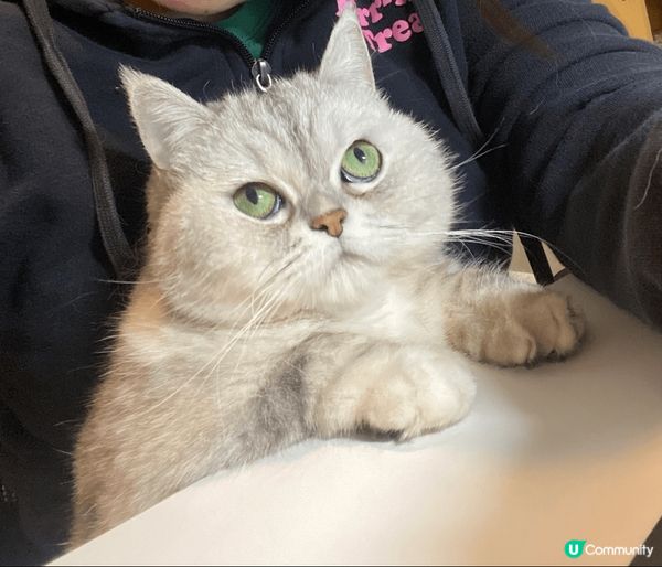 Bili Bala是對貪靚的姊妹花，我隔天會幫牠們梳理毛髮，...