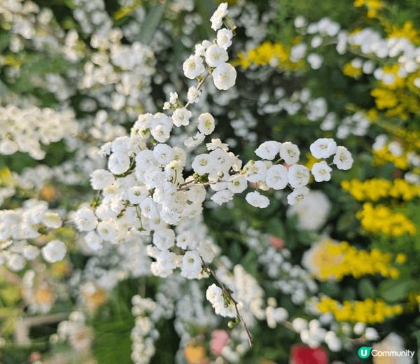 鰂魚湧公園好多好靚嘅 鮮花可以打卡 出咗班返過好多小朋友 都...