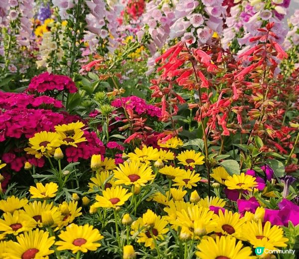 鰂魚湧公園好多好靚嘅 鮮花可以打卡 出咗班返過好多小朋友 都...