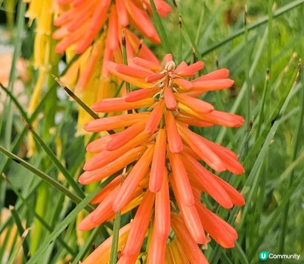 鰂魚湧公園好多好靚嘅 鮮花可以打卡 出咗班返過好多小朋友 都...