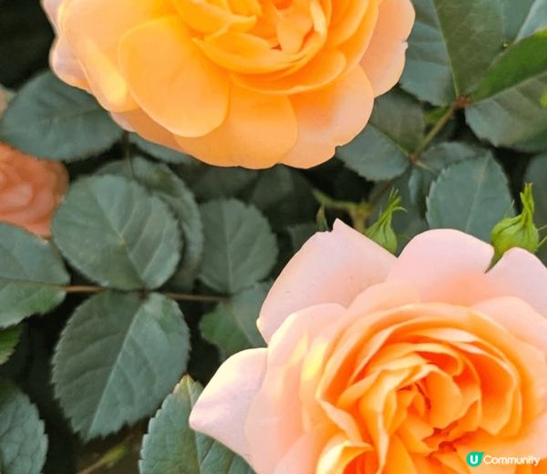 鰂魚湧公園好多好靚嘅 鮮花可以打卡 出咗班返過好多小朋友 都...