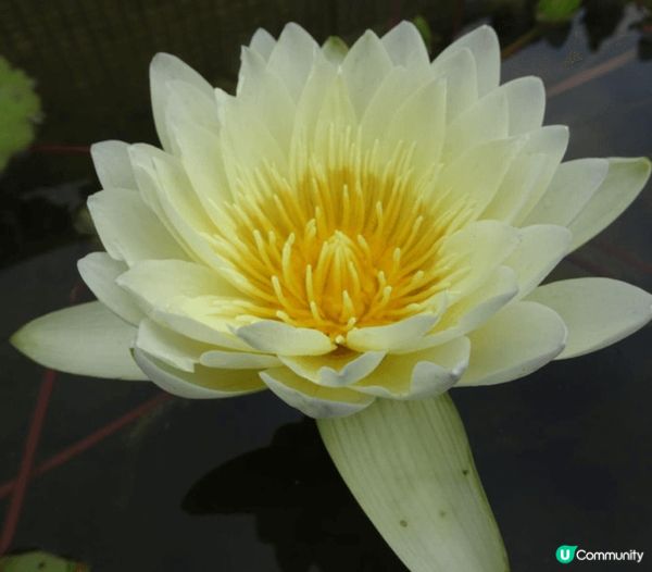 去大嶼山天壇大佛參拜，感覺無拘無束，祈求蛇年多福多運，世界和...