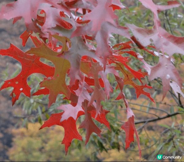 村位於韓國加平嘅小法國村，以「小王子」為主題去設計，嚟到好似...