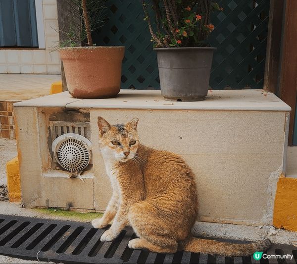 今天來到大澳🛥️，意外發現這裡好多可愛的貓咪🐱！牠們慵懶地曬...