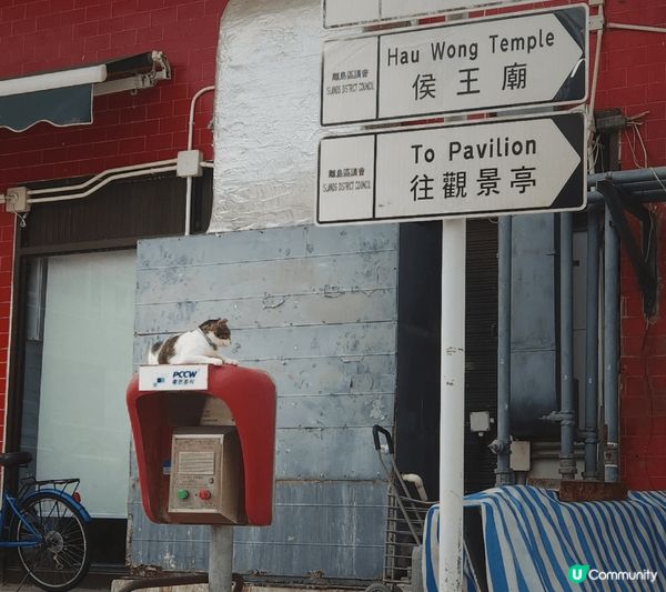 今天來到大澳🛥️，意外發現這裡好多可愛的貓咪🐱！牠們慵懶地曬...