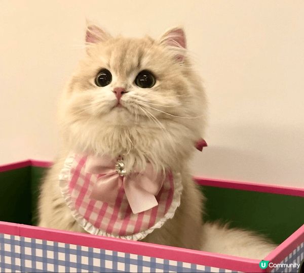 我家的小猫叫团子，是个名副其实的“棉花糖”！🐱