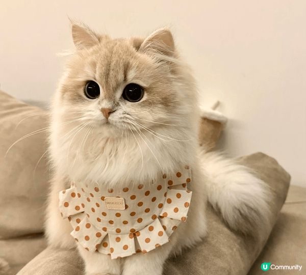 我家的小猫叫团子，是个名副其实的“棉花糖”！🐱