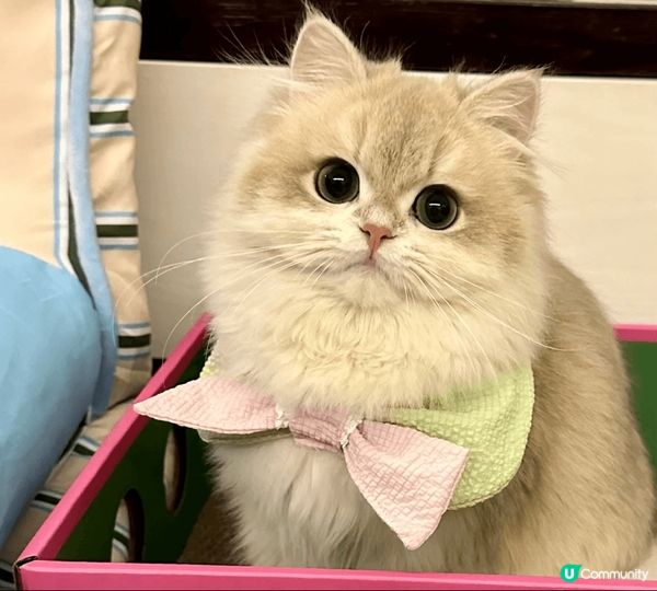 我家的小猫叫团子，是个名副其实的“棉花糖”！🐱