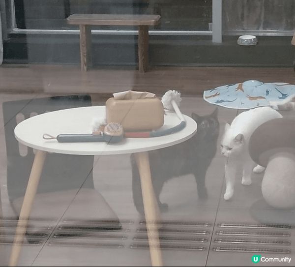流浪貓體驗館🐱你去過嗎？