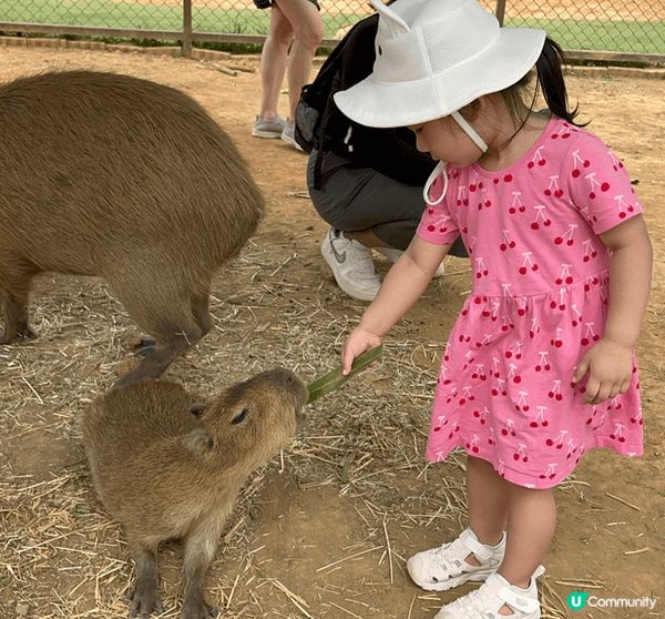 台北埔心牧場有可愛水豚君、梅花鹿、羊，十分合適一家大小去旅行...