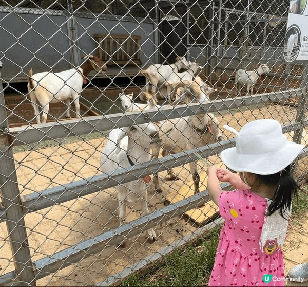 台北埔心牧場有可愛水豚君、梅花鹿、羊，十分合適一家大小去旅行...