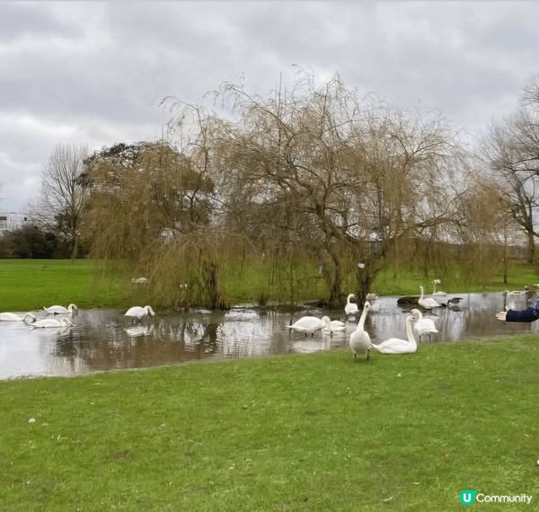 🇬🇧 荷蘭比利時英國聖誕遊記 🎄
