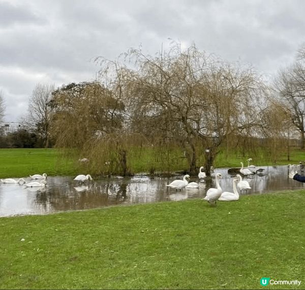 🇬🇧 荷蘭比利時英國聖誕遊記 🎄